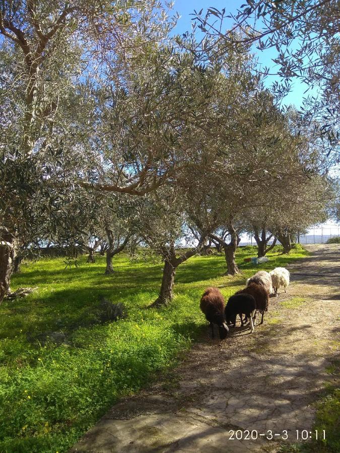 Ktima Tzamika Leilighet Episkopi-Chania Eksteriør bilde