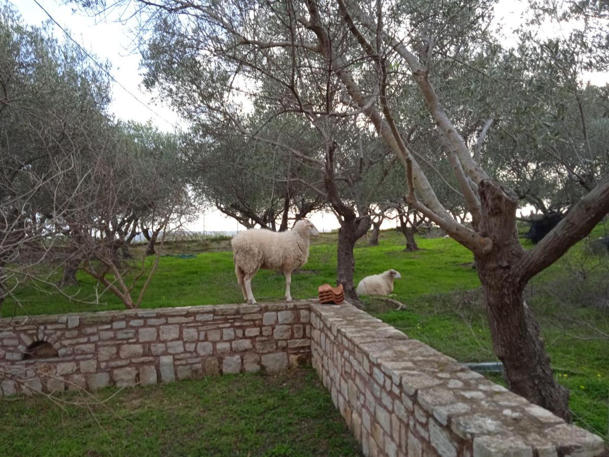 Ktima Tzamika Leilighet Episkopi-Chania Eksteriør bilde